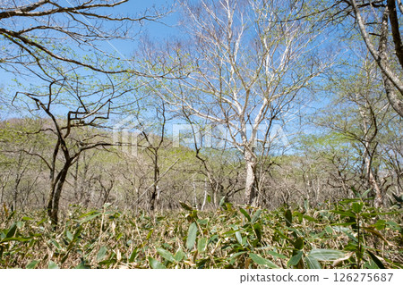 Scenery of the footpath in Numappara Marsh, Nasu Highlands, Tochigi Prefecture 126275687