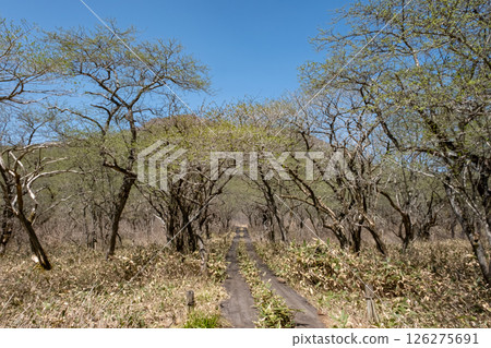 Scenery of the boardwalk in the Numappara wetlands of Nasu Highlands, Tochigi Prefecture 126275691