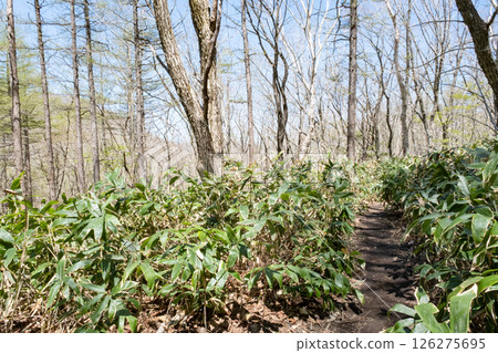 Scenery of the footpath in Numappara Marsh, Nasu Highlands, Tochigi Prefecture Scenery of the footpath in Numappara Marsh, Nasu Highlands, Tochigi Prefecture 126275695