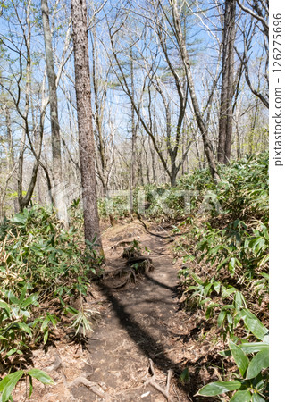 Scenery of the footpath in Numappara Marsh, Nasu Highlands, Tochigi Prefecture 126275696