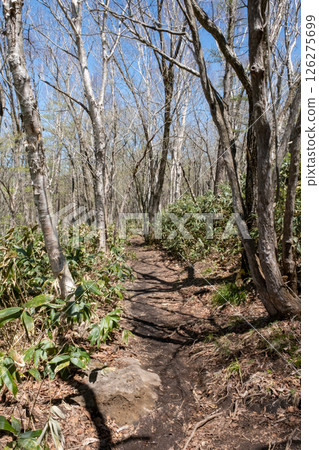 Scenery of the footpath in Numappara Marsh, Nasu Highlands, Tochigi Prefecture 126275699