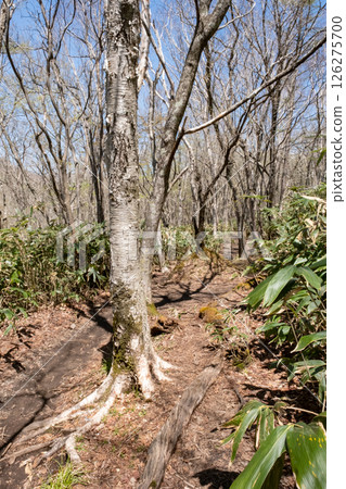 Scenery of the footpath in Numappara Marsh, Nasu Highlands, Tochigi Prefecture 126275700