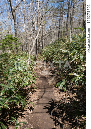 栃木縣那須高原沼原濕地步道風景 126275701