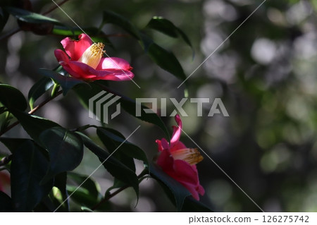 茶花 茶花 126275742