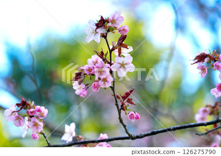 閃耀在藍天的櫻花 126275790