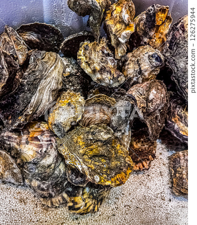 Detailed view of oysters highlighting unique textures and colors in natural habitat. High quality photo 126275944