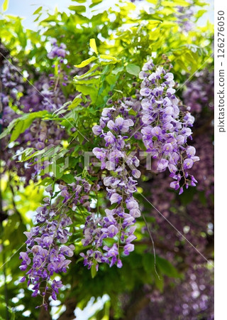 Scenery with wisteria flowers (Wisteria trellis at Miharashi Park in Nagano City) Scenery with wisteria flowers (Wisteria trellis at Miharashi Park in Nagano City) 126276050