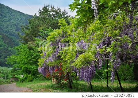 Scenery with wisteria flowers (Wisteria trellis at Miharashi Park in Nagano City) Scenery with wisteria flowers (Wisteria trellis at Miharashi Park in Nagano City) 126276055