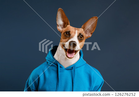 A small dog with brown and white fur is wearing a bright blue hoodie. It is standing in front of a blue background and looking at the camera with a big smile 126276252