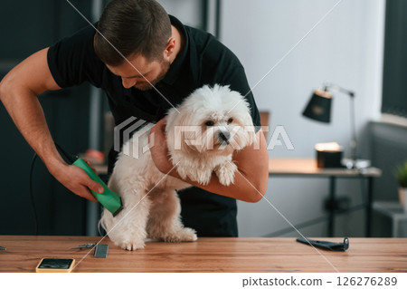 Trimming the fur. Groomer is with Maltese dog indoors. Man is in the black uniform 126276289