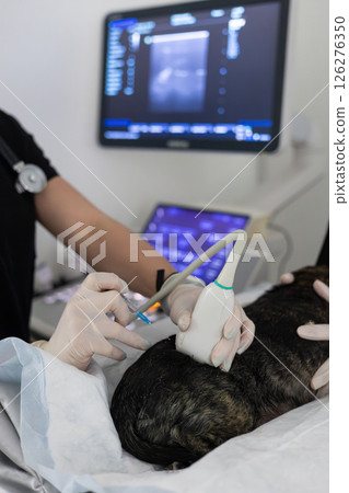 A veterinarian uses an ultrasound machine to perform a biopsy on a dog at a veterinary clinic demonstrating advanced animal treatment techniques. Taking a biopsy from a dog under ultrasound guidance. A veterinarian uses an ultrasound machine to perform a biopsy on a dog at a veterinary clinic demonstrating advanced animal treatment techniques. Taking a biopsy from a dog under ultrasound guidance. 126276350