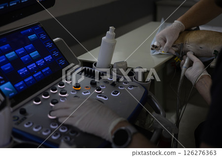 A doctor performs an ultrasound on a dog Veterinarians perform an ultrasound examination of a dog using a modern ultrasound machine in a veterinary clinic, providing accurate diagnosis and treatment. A doctor performs an ultrasound on a dog Veterinarians perform an ultrasound examination of a dog using a modern ultrasound machine in a veterinary clinic, providing accurate diagnosis and treatment. 126276363