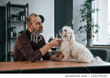 Brushing the hair. Man in casual clothes is indoors with his cute maltese dog 126276382