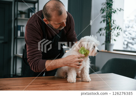 Brushing the hair. Man in casual clothes is indoors with his cute maltese dog Brushing the hair. Man in casual clothes is indoors with his cute maltese dog 126276385