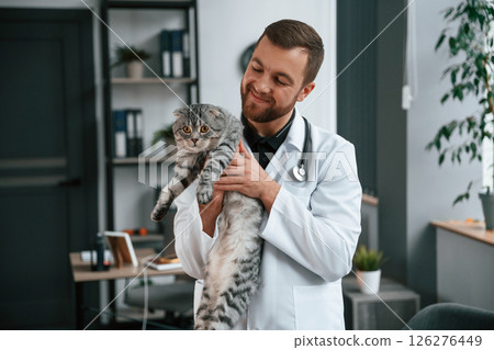 Holding pet in hands. Doctor is taking care of scottish fold gray tabby cat in the clinic Holding pet in hands. Doctor is taking care of scottish fold gray tabby cat in the clinic 126276449