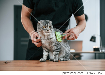 Brushing the fur. Groomer is taking care of scottish fold gray tabby cat indoors 126276457