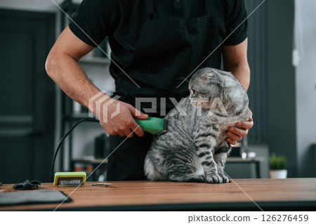 Cuts hair with a trimmer. Groomer is taking care of scottish fold gray tabby cat indoors Cuts hair with a trimmer. Groomer is taking care of scottish fold gray tabby cat indoors 126276459