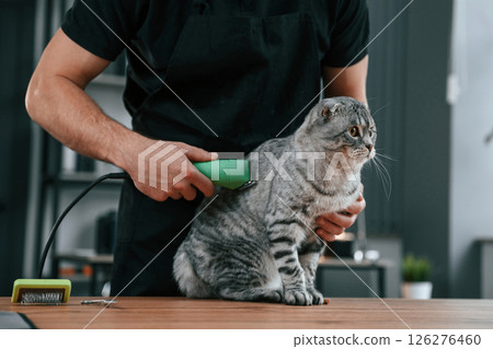 Cuts hair with a trimmer. Groomer is taking care of scottish fold gray tabby cat indoors Cuts hair with a trimmer. Groomer is taking care of scottish fold gray tabby cat indoors 126276460
