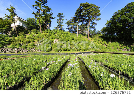 Odawara Castle Ruins in Early Summer Odawara Castle Ruins in Early Summer 126276751