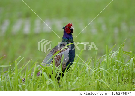 雉雞/日本 雉雞/日本 126276974