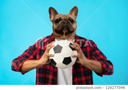 A person with a French Bulldog head is wearing a red and black plaid shirt and holding a soccer ball in front of a blue background. The person appears to be a fan of the sport A person with a French Bulldog head is wearing a red and black plaid shirt and holding a soccer ball in front of a blue background. The person appears to be a fan of the sport 126277046