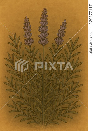 薰衣草復古插畫 126277117