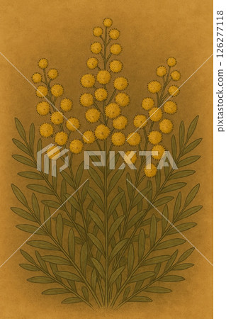 黃色含羞草的復古插圖 黃色含羞草的復古插圖 126277118