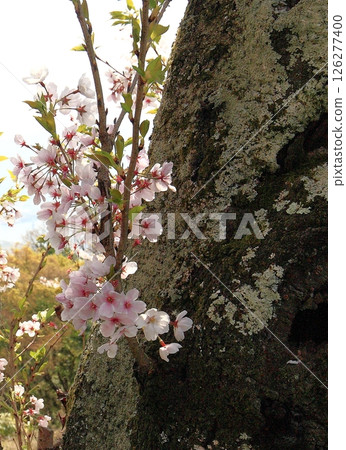 在廣島市 在廣島市 126277400