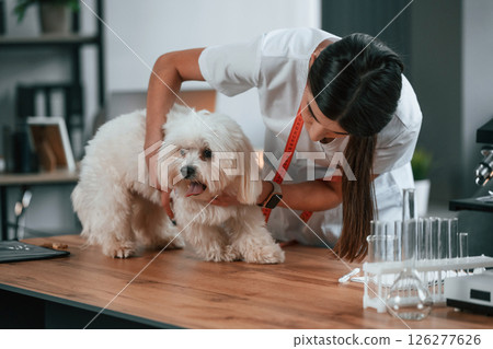 Female doctor is taking care of maltese dog in the clinic 126277626