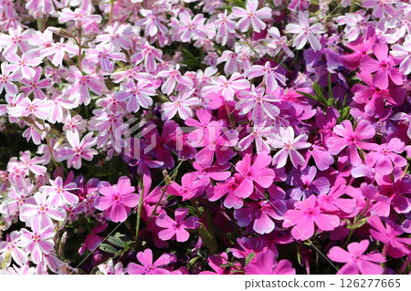 Pink Moss Phlox flowers blooming in a spring garden 126277665