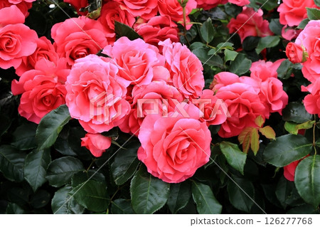 Pink climbing rose in full bloom 126277768
