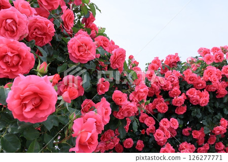 在盛開的桃紅色玫瑰芽 126277771