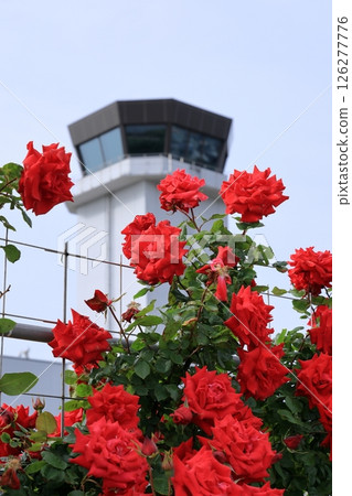 Red climbing rose in full bloom Red climbing rose in full bloom 126277776