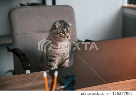 Looking at display. Cute scottish fold cat is sitting by the table with laptop indoors Looking at display. Cute scottish fold cat is sitting by the table with laptop indoors 126277905