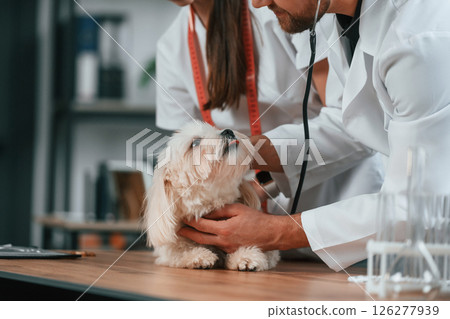 Male and female doctors are taking care of maltese dog in the clinic 126277939