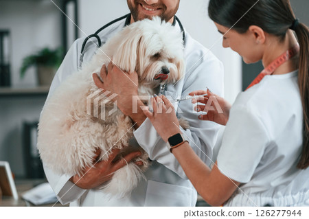 Woman gives an injection. Male and female doctors are taking care of maltese dog in the clinic Woman gives an injection. Male and female doctors are taking care of maltese dog in the clinic 126277944
