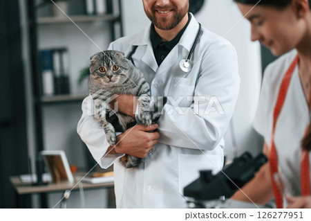 Professional workers. Male and female doctors is taking care of scottish fold gray tabby cat in the clinic 126277951