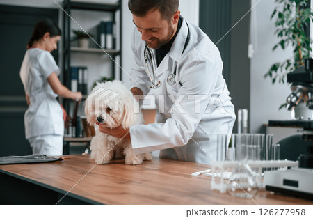 Male and female doctors are taking care of maltese dog in the clinic Male and female doctors are taking care of maltese dog in the clinic 126277958