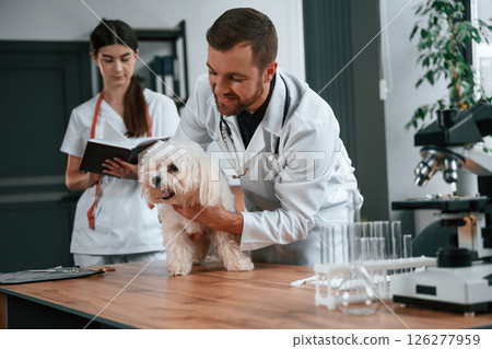 Male and female doctors are taking care of maltese dog in the clinic 126277959