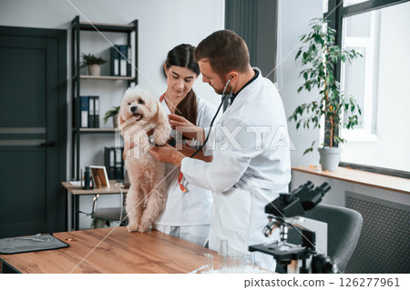 With stethoscope. Male and female doctors are taking care of maltese dog in the clinic With stethoscope. Male and female doctors are taking care of maltese dog in the clinic 126277961