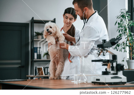 With stethoscope. Male and female doctors are taking care of maltese dog in the clinic With stethoscope. Male and female doctors are taking care of maltese dog in the clinic 126277962