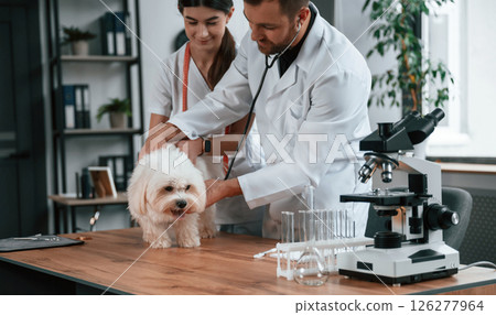 With stethoscope. Male and female doctors are taking care of maltese dog in the clinic 126277964