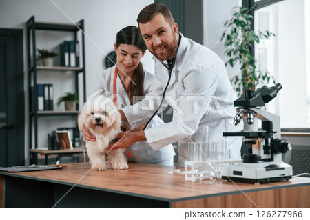 Male and female doctors are taking care of maltese dog in the clinic 126277966