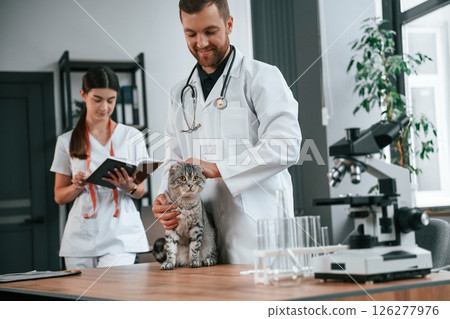 Male and female doctors is taking care of scottish fold gray tabby cat in the clinic 126277976