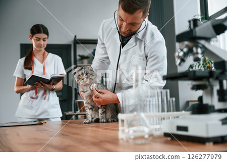 Male and female doctors is taking care of scottish fold gray tabby cat in the clinic 126277979