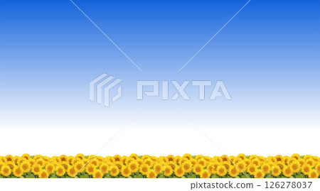 Summer landscape with sunflower field and blue sky_1 126278037