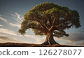 Big tree with roots ant branches, beauty of the nature concept, copy space 126278077