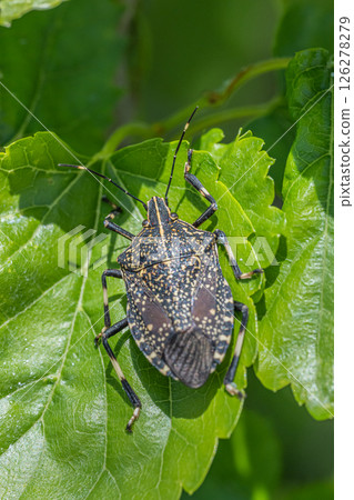 馬達拉蟲 126278279