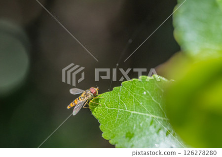 Marmalade hoverfly Marmalade hoverfly 126278280