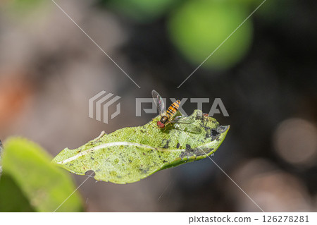 Marmalade hoverfly Marmalade hoverfly 126278281